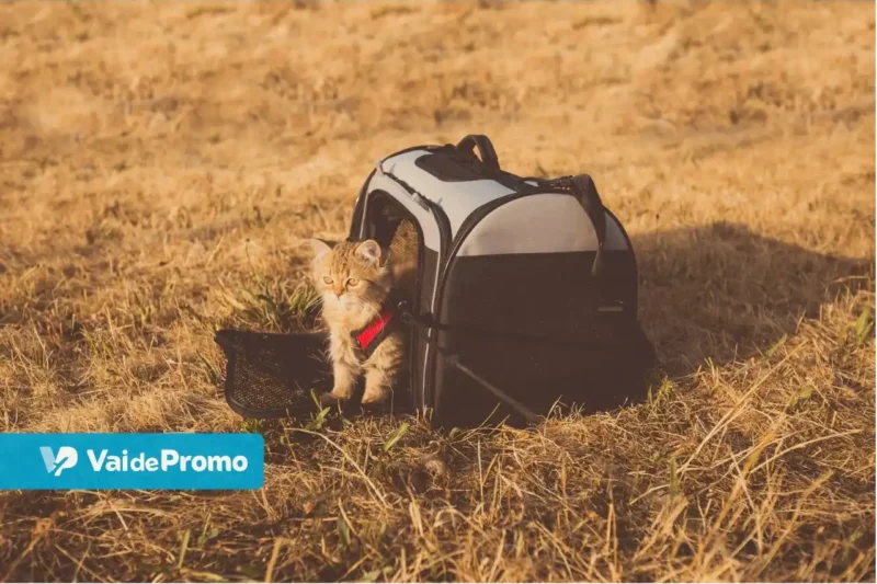 Como viajar com pet: guia completo para viajar de avião, carro e ônibus com segurança em 2026