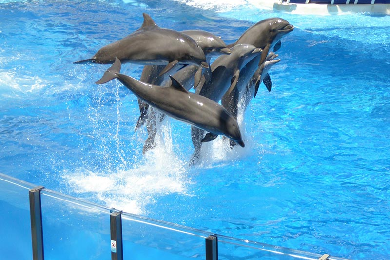 Parque Seaworld Orlando: o que tem e as principais atrações