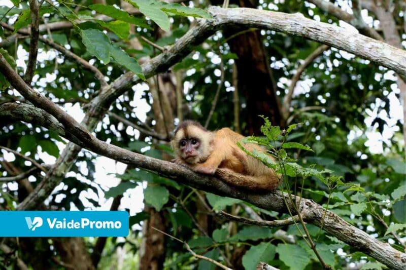 Viagem para a Amazônia: tudo que você precisa saber para planejar!