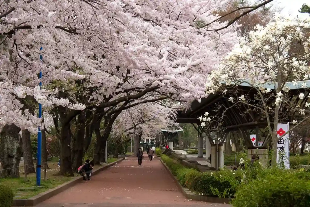 15 curiosidades sobre o Japão